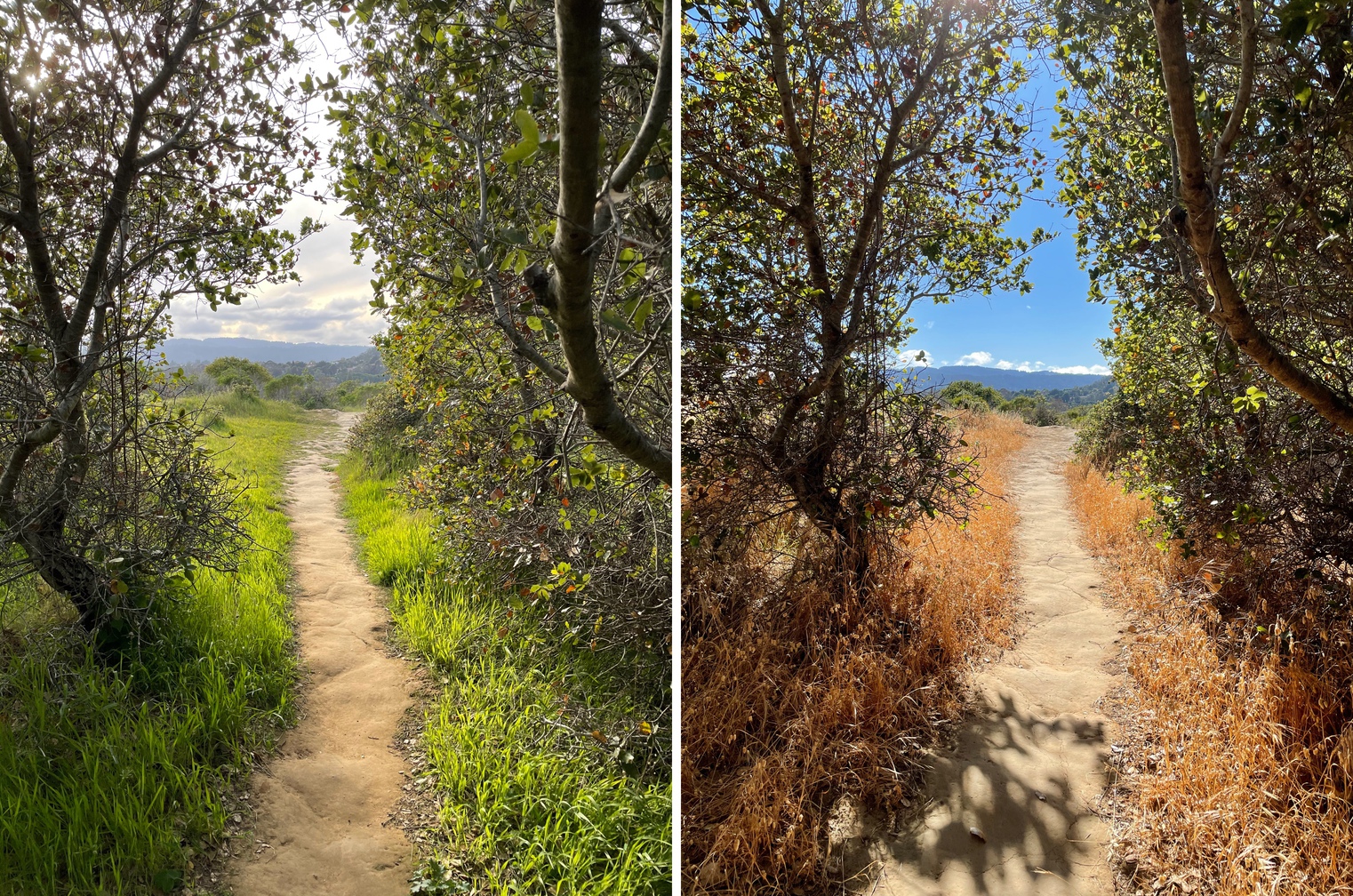 Sugarloaf Hill, San Mateo, CA. Left: April 2021, right: June 2021